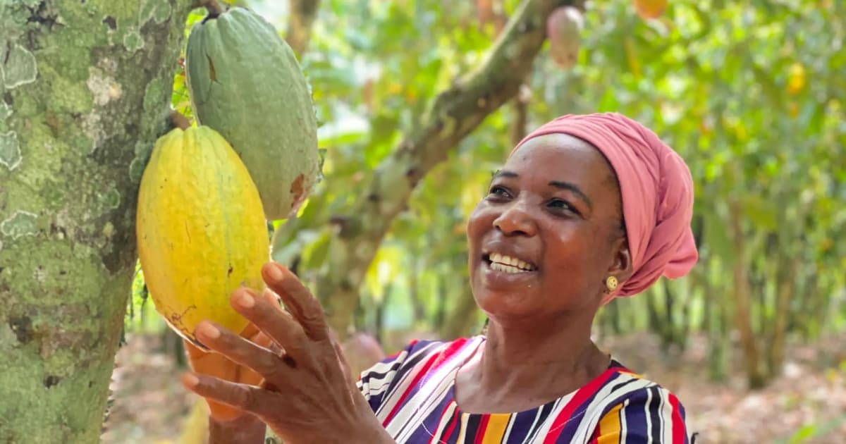 Government announces increase in cocoa producer price from GHC3,000 to GHC3,100