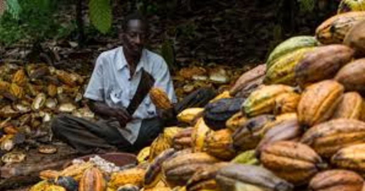 GH¢3,625 TO GH¢2,587 — Cocoa farmers threaten to sell farms to galamseyers